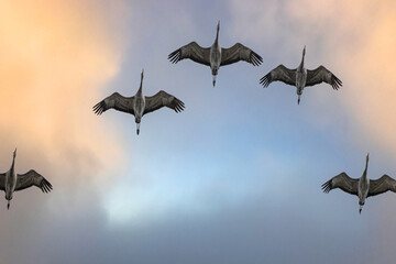 Sandhill Cranes (Antigone canadensis) in Flight