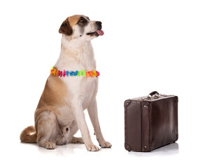 Great Pyrenees or Pyrenean mountain dog with a suitcase