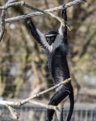 Roloway Swinging on a Rope