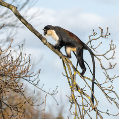 Obraz premium Roloway Monkey Climbing in a Tree