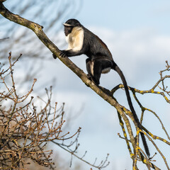 Roloway Monkey Climbing in a Tree