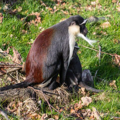 Roloway Monkey With Baby Sitting on the Ground