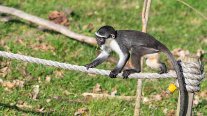 Young Roloway Monkey Walking Along a Rope