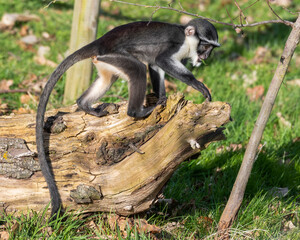 Young Roloway Monkey Standing on a Fallen Tree