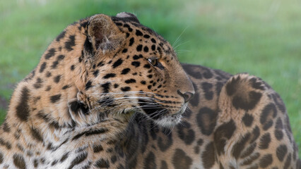 Amur Leopard Resting on Grass