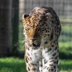 Amur Leopard Walking on Grass