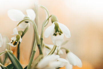 White Beautiful Snowdrop flowers in snow forest. Wallpaper natural background. First Galanthus nivalis blossom in spring sunset. Early springtime season. Wildflowers. Selective focus, blur, sunlight..