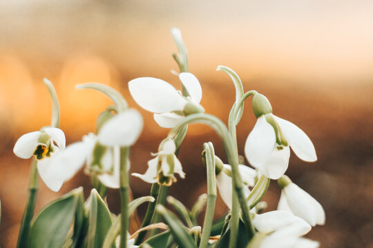 White Beautiful Snowdrop flowers in snow forest. Wallpaper natural background. First Galanthus nivalis blossom in spring sunset. Early springtime season. Wildflowers. Selective focus, blur, sunlight..