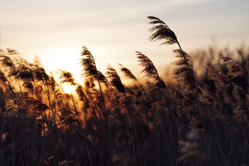 Boho, sunset, nature © KAMIL