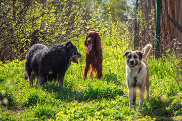 Fototapeta premium Three pets are playing in nature. Red, black and white dogs walk on spring grass. Countryside