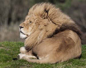 Adult Male Lion Resting on Grass