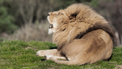 Adult Male Lion with Open Mouth