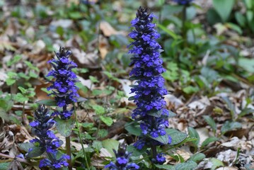 Blue bugle (Ajuga reptans) flowers.Lamiaceae evergreen perennial plants. The flowering season is from April to June.