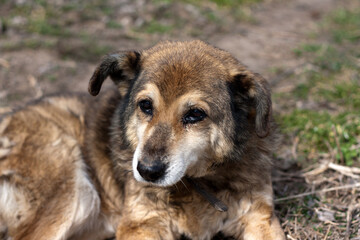 Portrait of mongrel brown dog. Adult dog lies on grass, sad look. Spring. Outdoor. National Mutt Day. Focus point on eyes.
