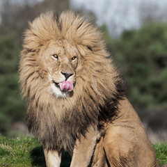Adult Male Lion with Open Mouth