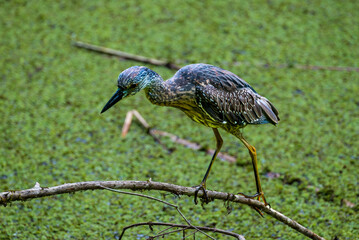 Bird wading through green lily filled pond