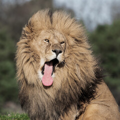 Adult Male Lion with Open Mouth