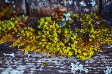 Gray lichen close up on an old tree. Selective focus.