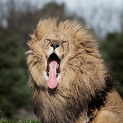 Adult Male Lion with Open Mouth