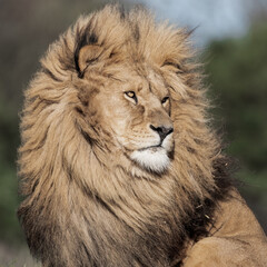 Adult Male Lion Side Profile
