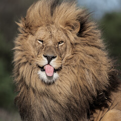 Naklejka na ściany i meble Adult Male Lion with Open Mouth
