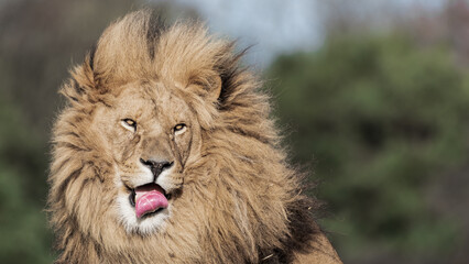 Naklejka na ściany i meble Adult Male Lion with Open Mouth