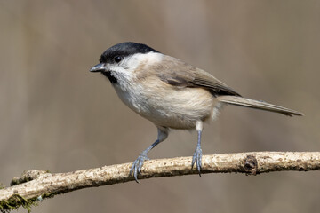 Marsh Tit (Poecile palustris) on a branch