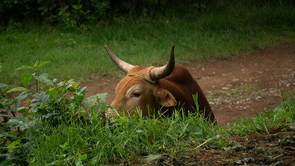 Toro oculto detras de la hierba