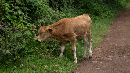 Becerro comiendo hierba