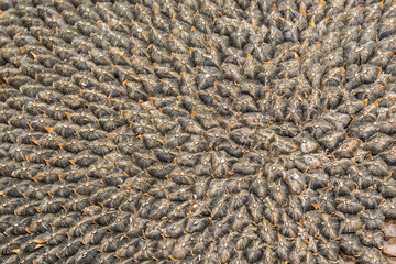 Texture of sunflower seeds. Useful plant. Sunflower seeds close