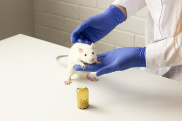 Scientist (vet) carries white lab rat on white table in laboratory. Dark brown bottle of pills...