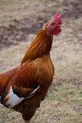 Gallina con el cuello estirado
