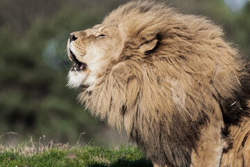 Adult Male Lion with Open Mouth
