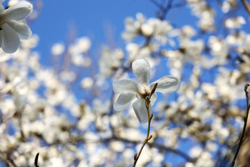 Piękne białe wiosenne kwiaty magnolii. 