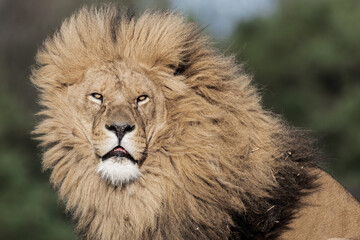 Obraz na płótnie Canvas Adult Male Lion with Open Mouth