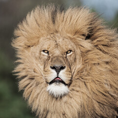 Adult Male Lion with Open Mouth