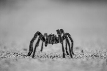 araña