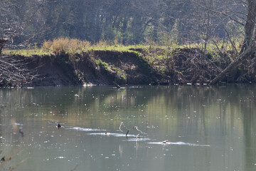 Spring time at the lake