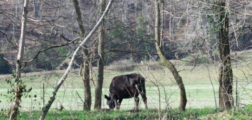 Spring time at the lake