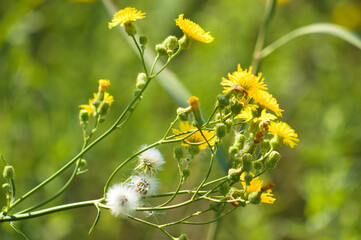 Closeup of perennial sowthistle in bloom and fluffy seeds with selective focus on foreground