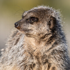 Young Meerkat Looking Out for Predators