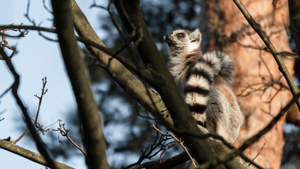 Naklejka na ściany i meble Ring Tailed Lemur Sitting in a Tree