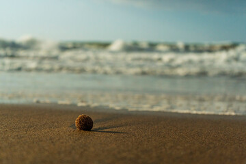 A sea ball (Aegagropila or Pillae marinae) on the sandy beach of Torraccia (or New Tower), in the...