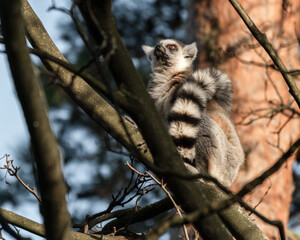 Ring Tailed Lemur Sitting in a Tree