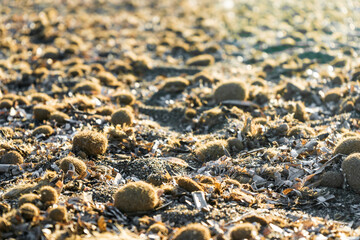 Sea balls (Aegagropila or Pillae marinae) on the sandy beach of Torraccia (or New Tower), in the municipality of San Vincenzo, province of Livorno, Tuscany, Italy