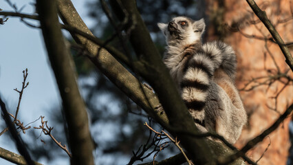 Ring Tailed Lemur Sitting in a Tree