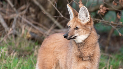 Maned Wolf Standing on Grass