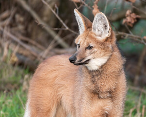 Maned Wolf Standing on Grass