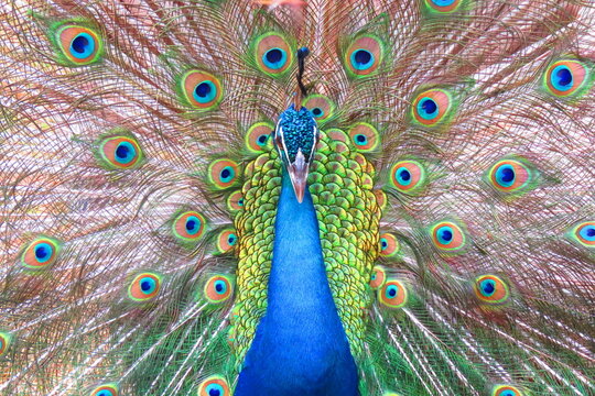 colorful peacock