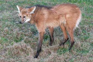 Maned Wolf Standing on Grass